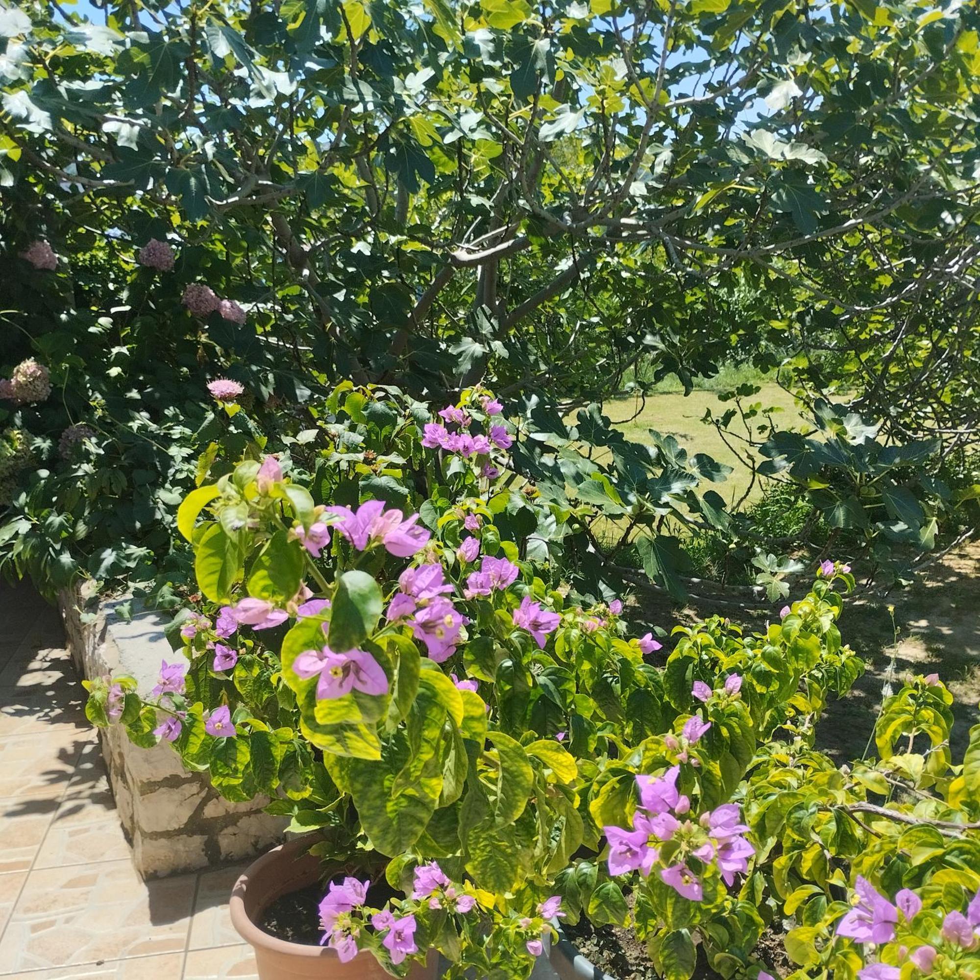 Apartmani Gero Lopar Exterior photo